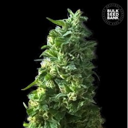 LIME SKUNK · Bulk Seed Bank...