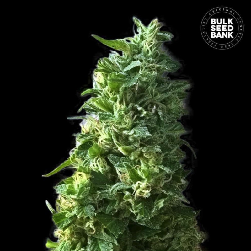 LIME SKUNK · Bulk Seed Bank · cannabis seeds · Fem