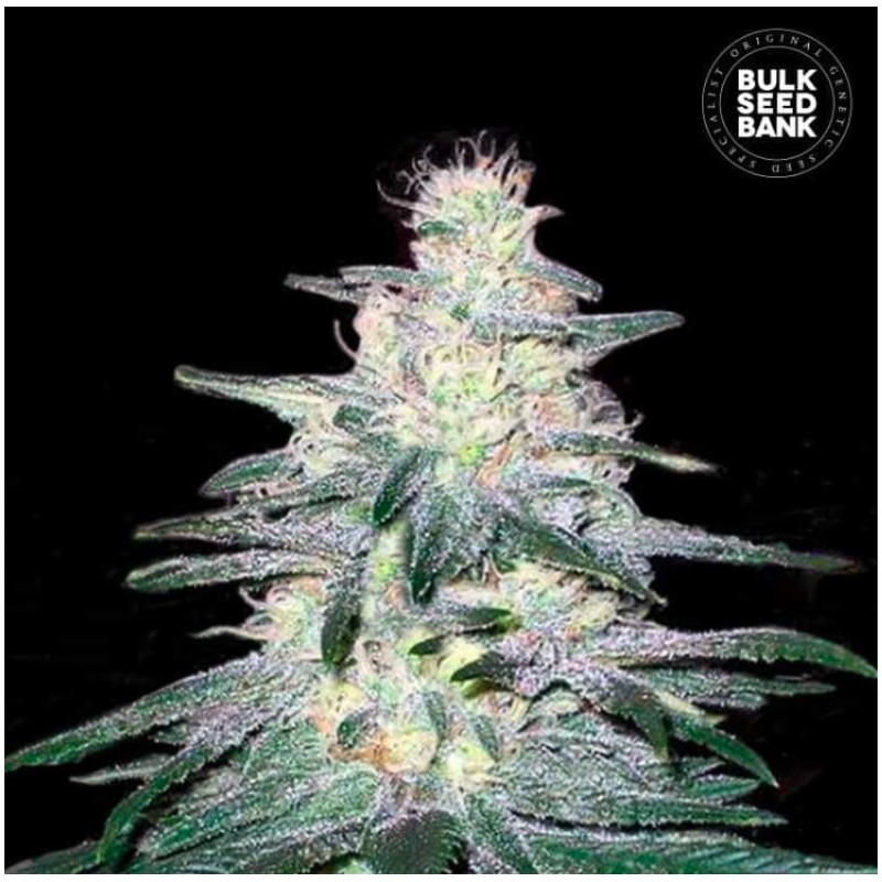 LOCOMOTIVE · Bulk Seed Bank · semi di canapa · Fem
