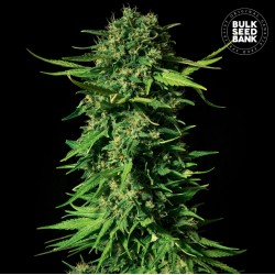 MANDALIME JUICE · Bulk Seed...