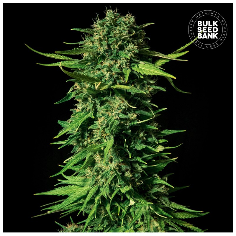 MANDALIME JUICE · Bulk Seed Bank · cannabis seeds · Fem
