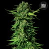 MANDALIME JUICE · Bulk Seed Bank · semillas de marihuana · Fem