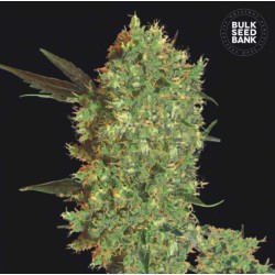 MARLEY'S BUD · Bulk Seed Bank · semillas de marihuana · Fem
