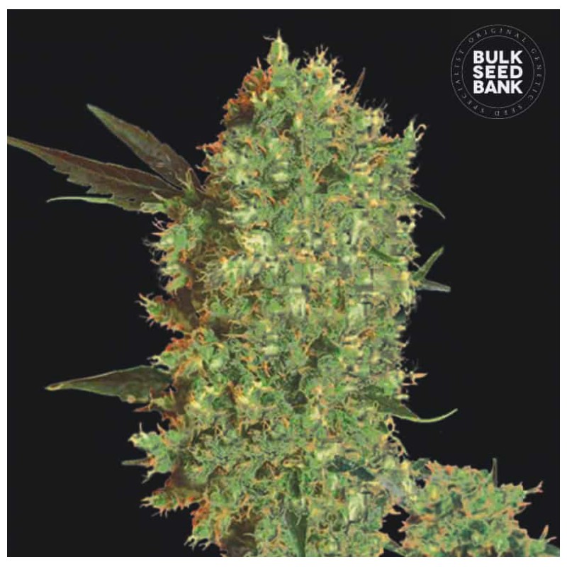 MARLEY'S BUD · Bulk Seed Bank · semillas de marihuana · Fem