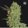 MARLEY'S BUD · Bulk Seed Bank · cannabis samen · Fem