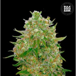 MASTER KUSH GRAND · Bulk...