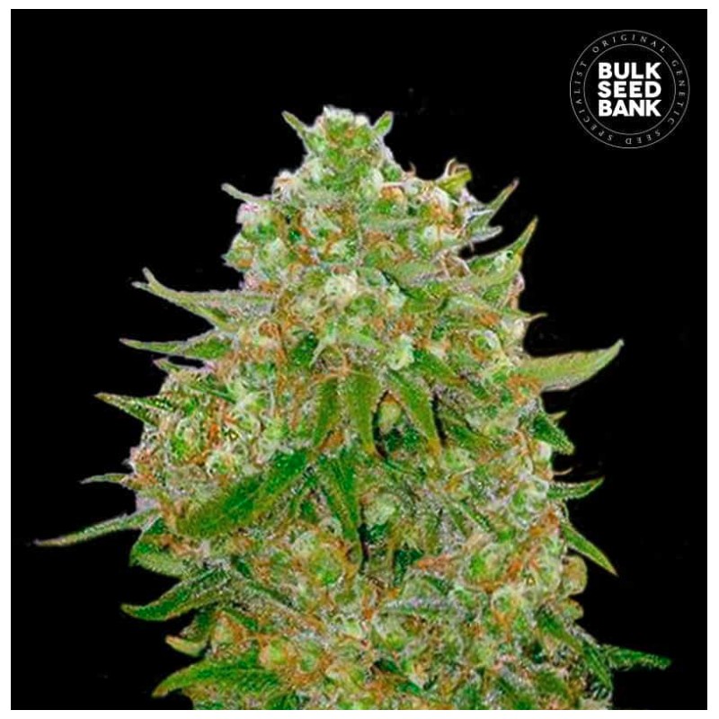 MASTER KUSH GRAND · Bulk Seed Bank · graines de cannabis · Fem