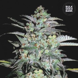 MAZAR EXTRA · Bulk Seed...