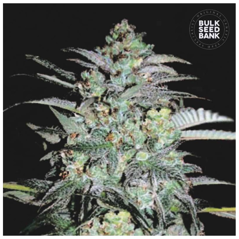 MAZAR EXTRA · Bulk Seed Bank · semi di canapa · Fem