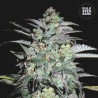 MAZAR EXTRA · Bulk Seed Bank · kenevir tohum · Fem