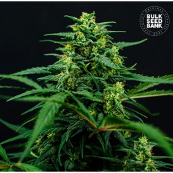 MIMOSA FAMOSA · Bulk Seed...