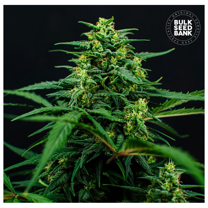 MIMOSA FAMOSA · Bulk Seed Bank · graines de cannabis · Fem
