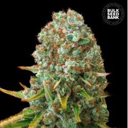 MOBY BIG · Bulk Seed Bank · cannabis samen · Fem