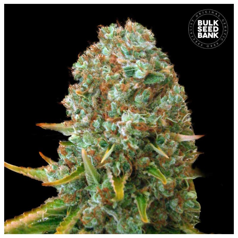 MOBY BIG · Bulk Seed Bank · sementes de maconha · Fem