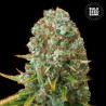 MOBY BIG · Bulk Seed Bank · graines de cannabis · Fem