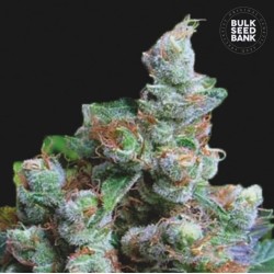 NBA DIESEL · Bulk Seed Bank...