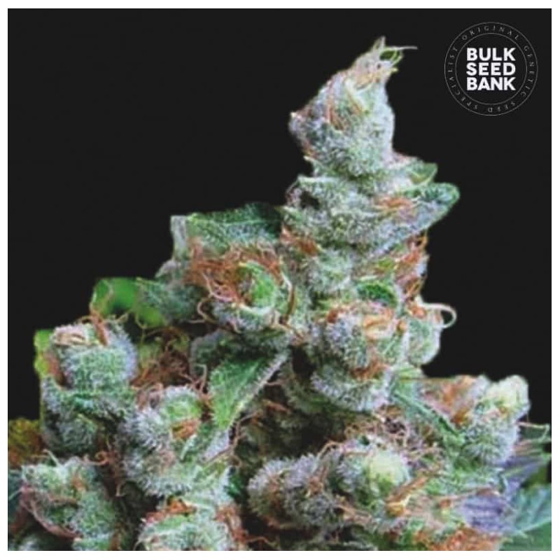 NBA DIESEL · Bulk Seed Bank · graines de cannabis · Fem