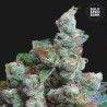 NBA DIESEL · Bulk Seed Bank · sementes de maconha · Fem