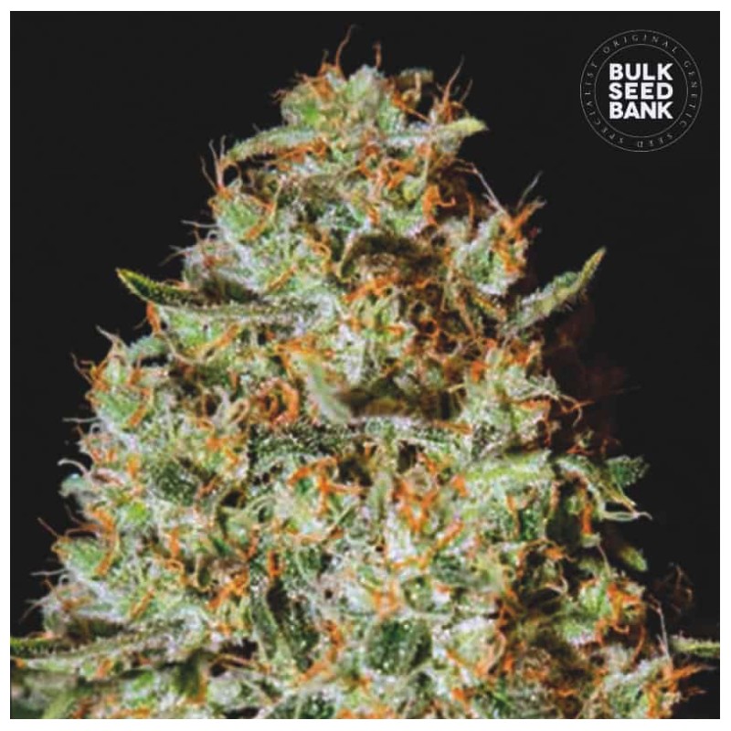 NEPAL GOLD · Bulk Seed Bank · graines de cannabis · Fem