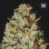 NEPAL GOLD · Bulk Seed Bank · graines de cannabis · Fem