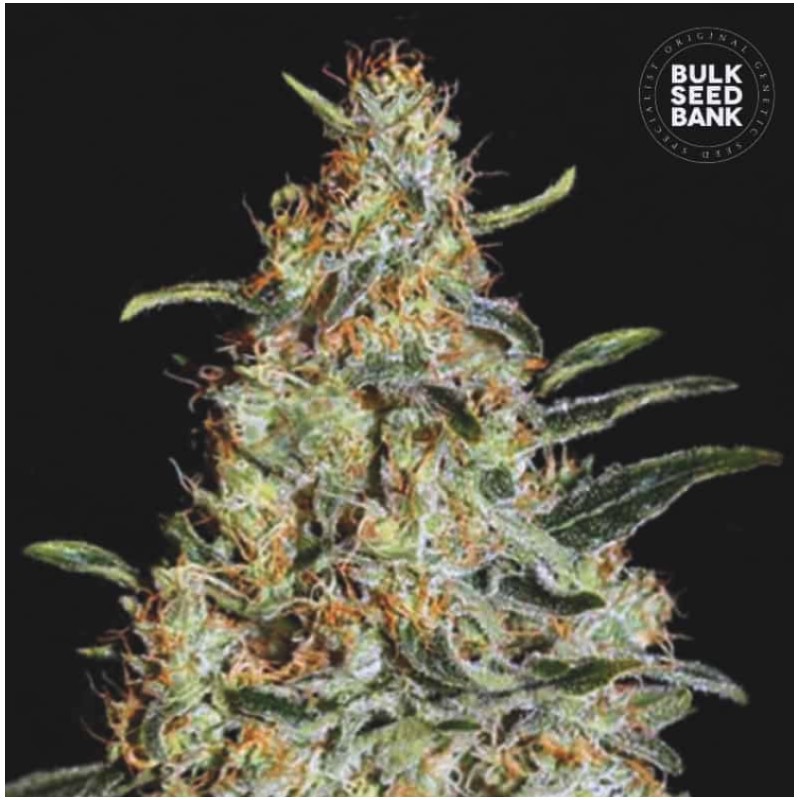NEW'S HAZE · Bulk Seed Bank · cannabis samen · Fem