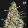 NEW'S HAZE · Bulk Seed Bank · semi di canapa · Fem