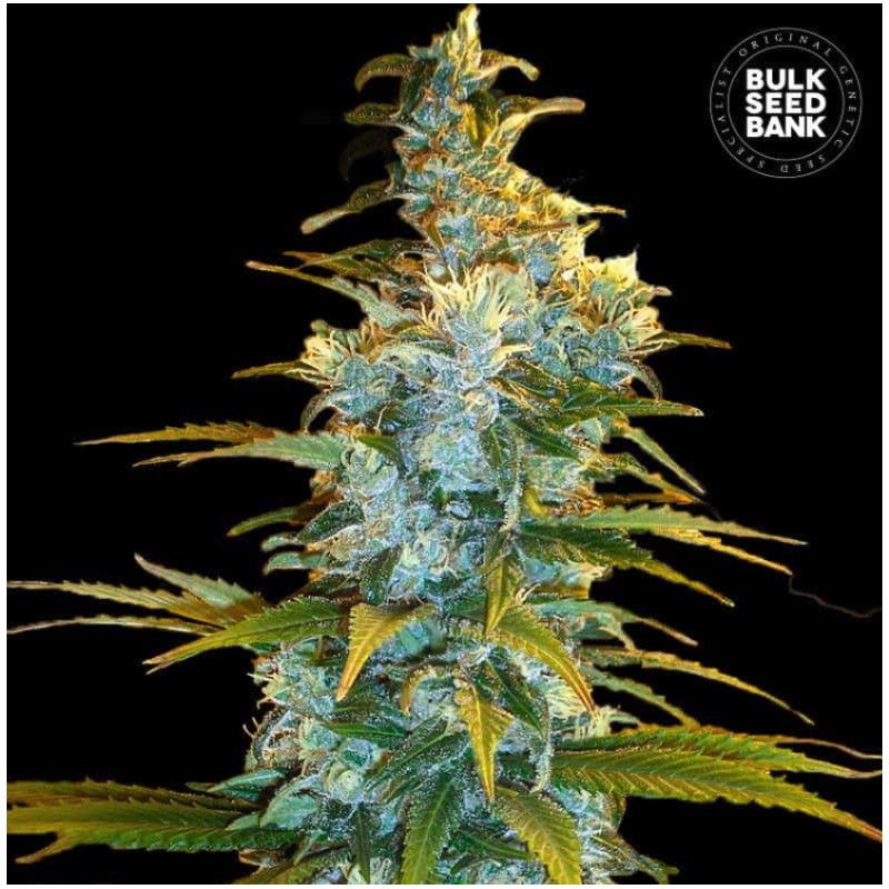 NORTHERN LIGHT · Bulk Seed Bank · semillas de marihuana · Fem