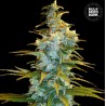 NORTHERN LIGHT · Bulk Seed Bank · sementes de maconha · Fem