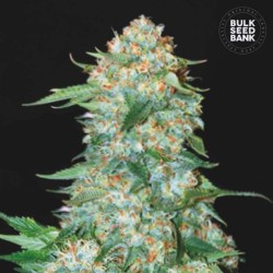 OG KUSH · Bulk Seed Bank ·...