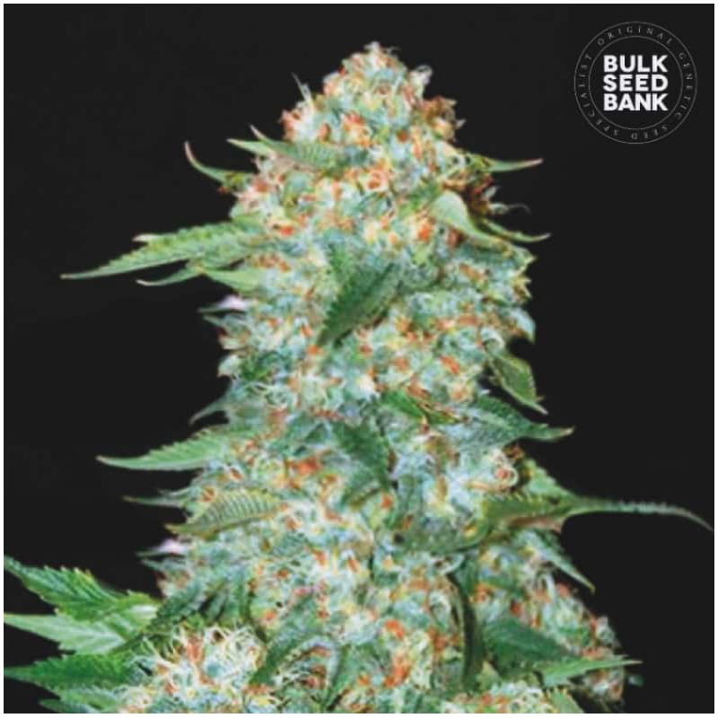OG KUSH · Bulk Seed Bank · semi di canapa · Fem