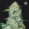 OG KUSH · Bulk Seed Bank · kenevir tohum · Fem