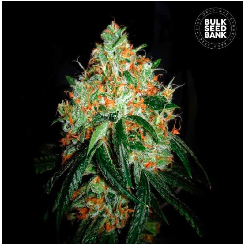 ORIGINAL ORANGE BUD · Bulk Seed Bank · kenevir tohum · Fem