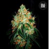 ORIGINAL ORANGE BUD · Bulk Seed Bank · graines de cannabis · Fem