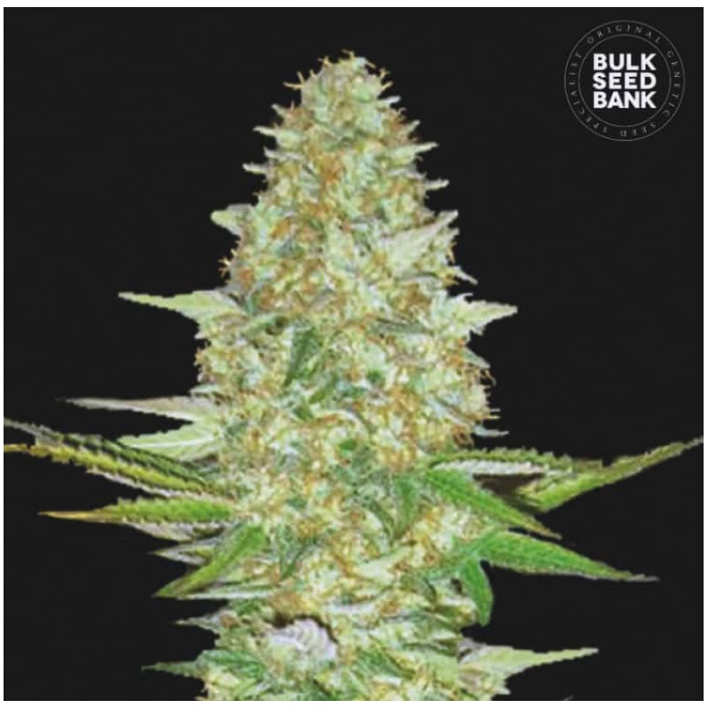PERFECT POWER PLANT · Bulk Seed Bank · cannabis seeds · Fem