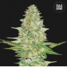 PERFECT POWER PLANT · Bulk Seed Bank · cannabis samen · Fem