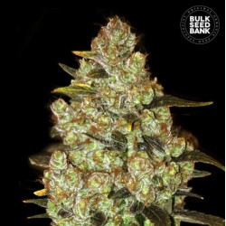 PSYCHEDELIC · Bulk Seed...