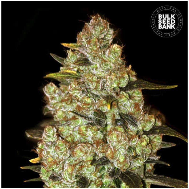 PSYCHEDELIC · Bulk Seed Bank · graines de cannabis · Fem