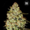 PSYCHEDELIC · Bulk Seed Bank · semi di canapa · Fem