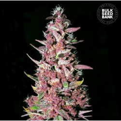 PURPLE GLAM KUSH · Bulk...