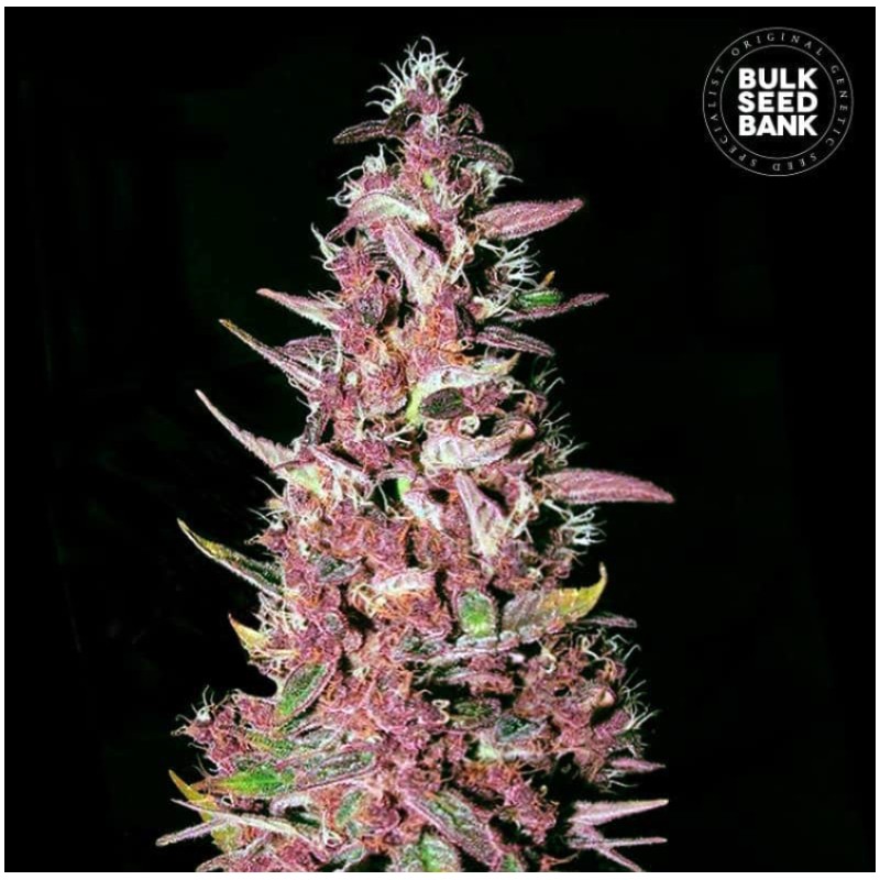 PURPLE GLAM KUSH · Bulk Seed Bank · sementes de maconha · Fem