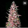 PURPLE GLAM KUSH · Bulk Seed Bank · cannabis seeds · Fem