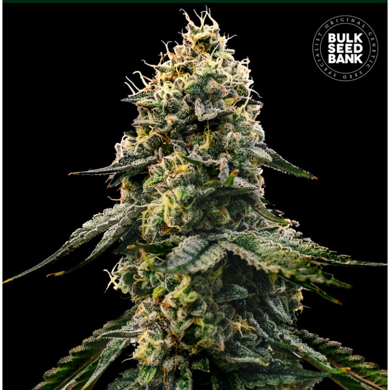 RUNTZ GLUNTZ · Bulk Seed Bank · graines de cannabis · Fem
