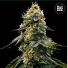 RUNTZ GLUNTZ · Bulk Seed Bank · graines de cannabis · Fem