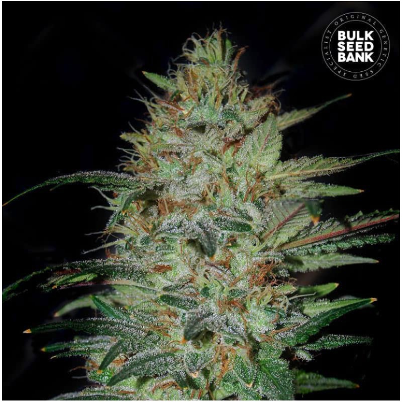 SENSIBLE STAR · Bulk Seed Bank · cannabis seeds · Fem