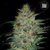 SENSIBLE STAR · Bulk Seed Bank · graines de cannabis · Fem
