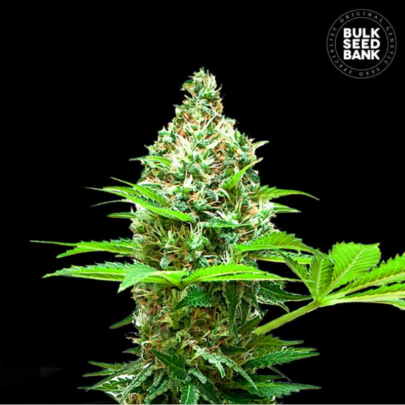 SHERBET POWER · Bulk Seed Bank · cannabis seeds · Fem