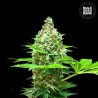 SHERBET POWER · Bulk Seed Bank · cannabis seeds · Fem