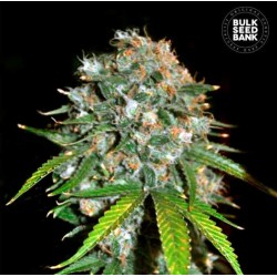 SKUNK 99 · Bulk Seed Bank ·...
