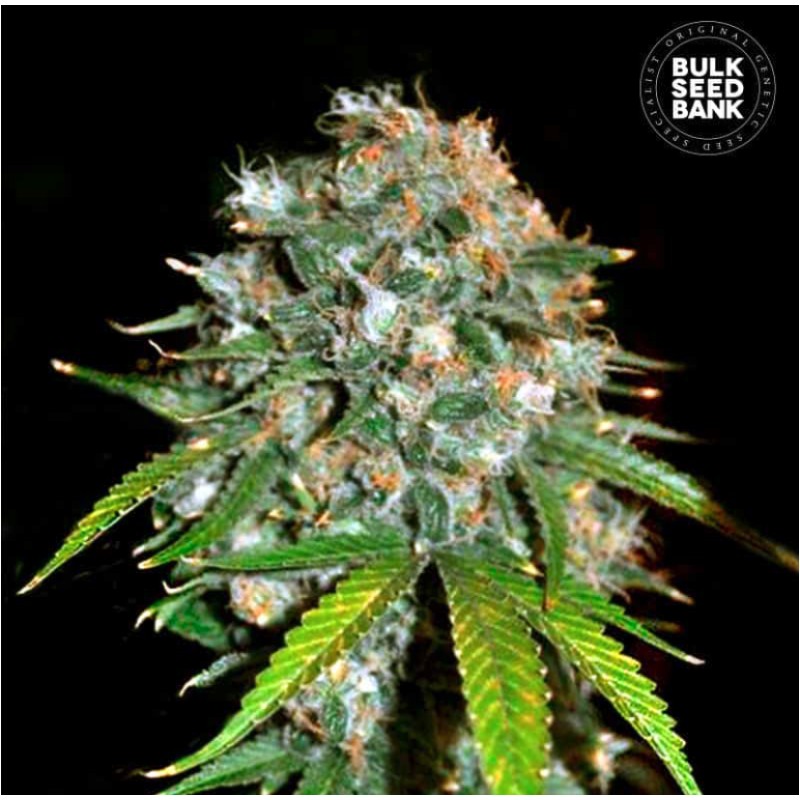 SKUNK 99 · Bulk Seed Bank · semillas de marihuana · Fem