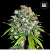 SKUNK 99 · Bulk Seed Bank · semillas de marihuana · Fem